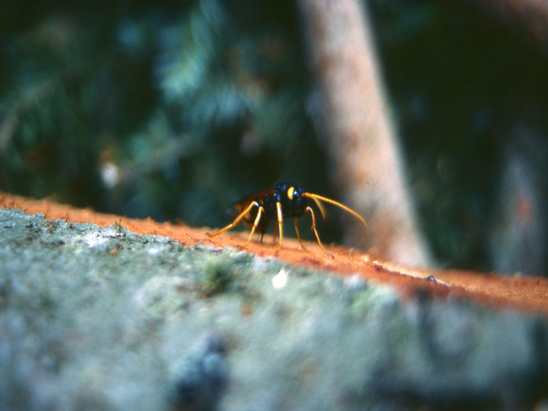 Urocerus gigas